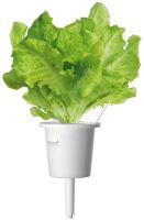 Click and Grow Hlávkový salát